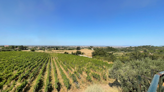 La viticoltura di qualità ai Castelli Romani: Castel de Paolis